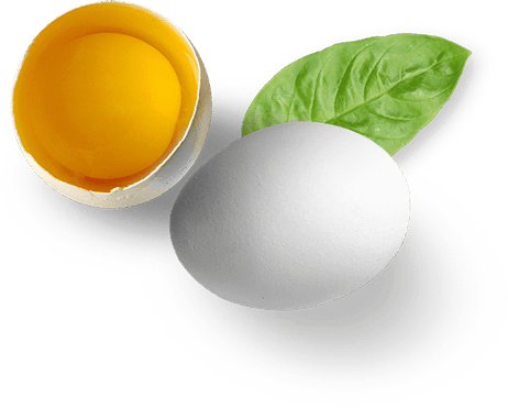 egg