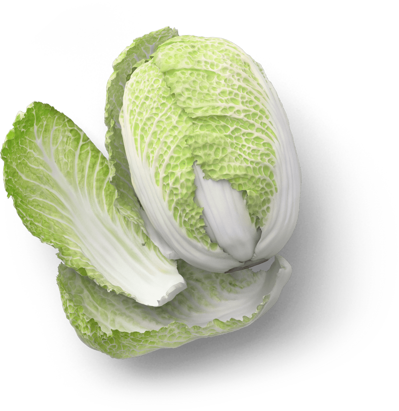 vegetable